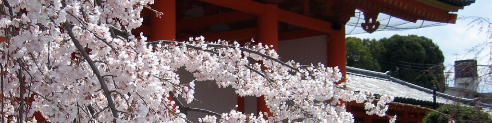 Japan Cherry Blossom (Jason Karsh 2010)